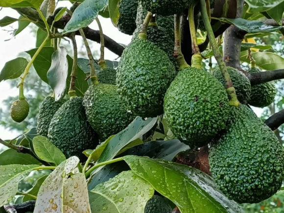 Hass Avocado Farming: Nurturing a Profitable and Healthy Orchard