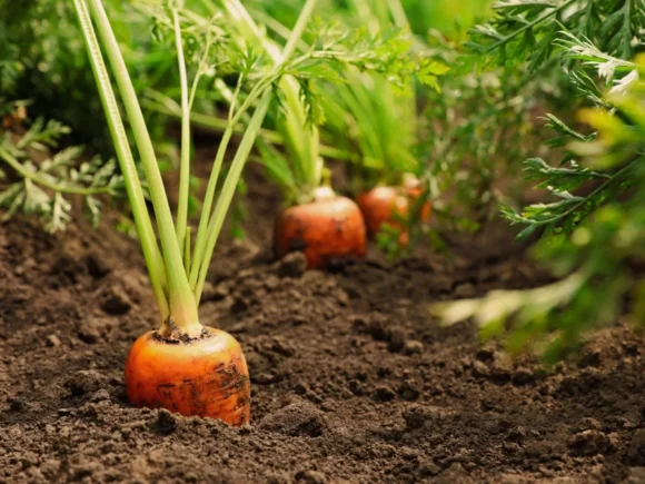 Organic Carrots Farming: Cultivating Health and Sustainability